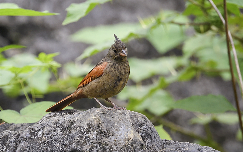 Crested bunting (Melophus lathami) at Mu Cang Chai Birding Trails. Photo by: Bui Duc Tien - Vietnam Bird Photography Tours - Vietbirdphototours.com